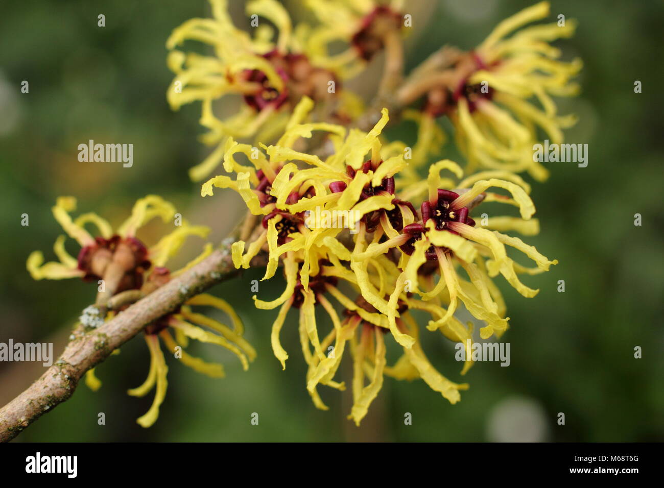 Hamamelis x intermedia 'Pallida' (comunemente Hamamelis mollis "Pallida'), Amamelide in fiore, inverno, REGNO UNITO Foto Stock