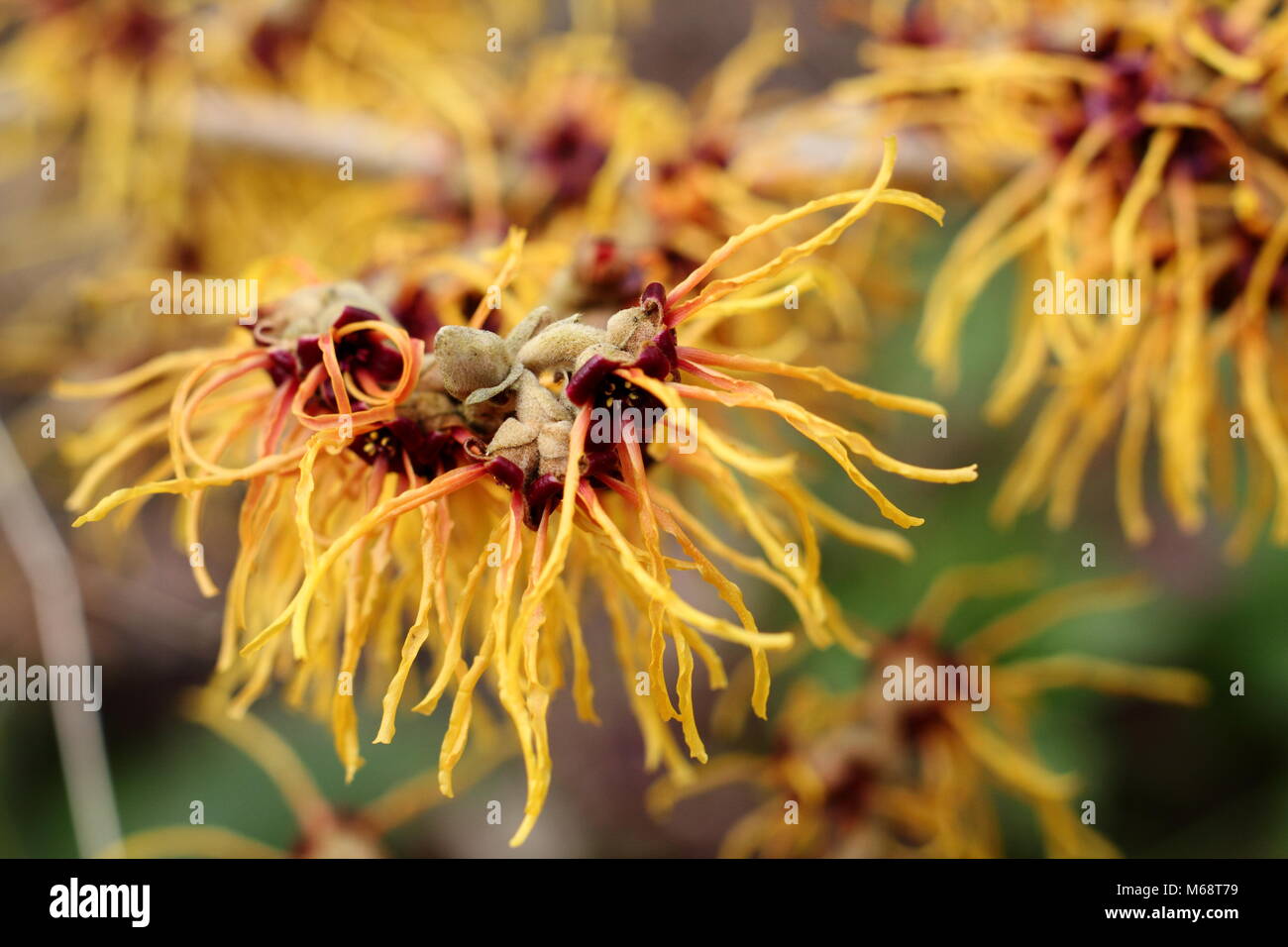 Spidery blumi di Hamamelis x intermedia 'un tizzone' amamelide, fioritura in un giardino d'inverno, REGNO UNITO Foto Stock