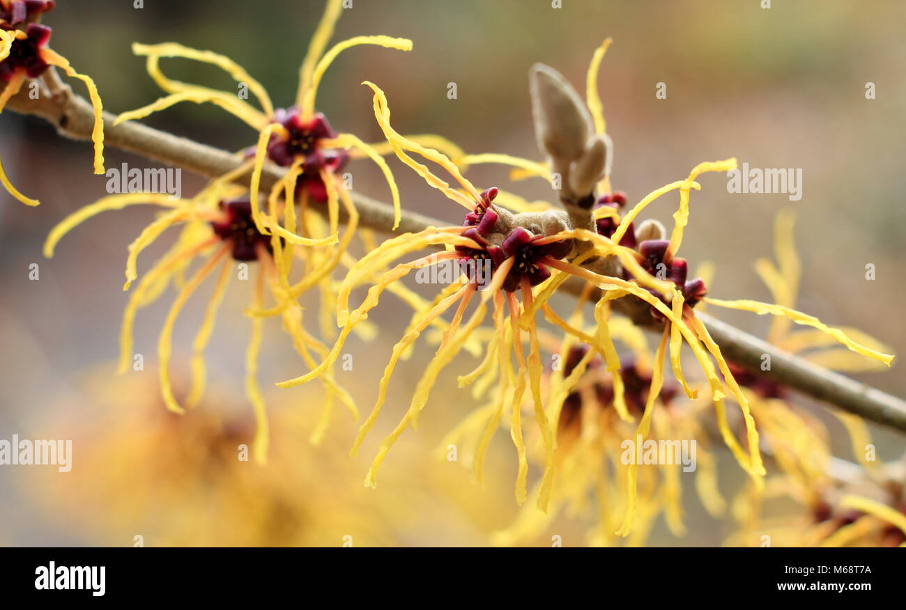 Spidery blumi di Hamamelis x intermedia 'un tizzone' amamelide, fioritura in un giardino d'inverno, REGNO UNITO Foto Stock