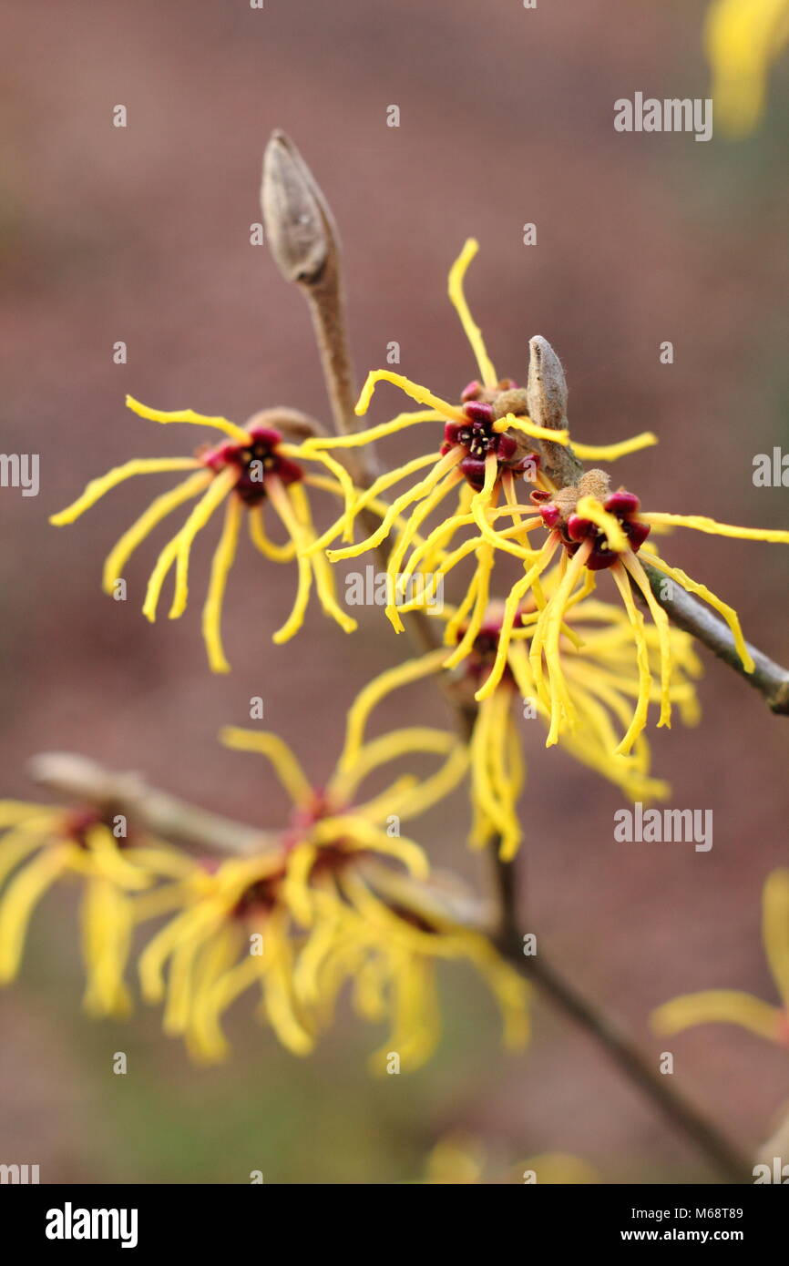 Hamamelis vernalis 'Sandra' amamelide in fiore in un inglese winter garden, REGNO UNITO Foto Stock