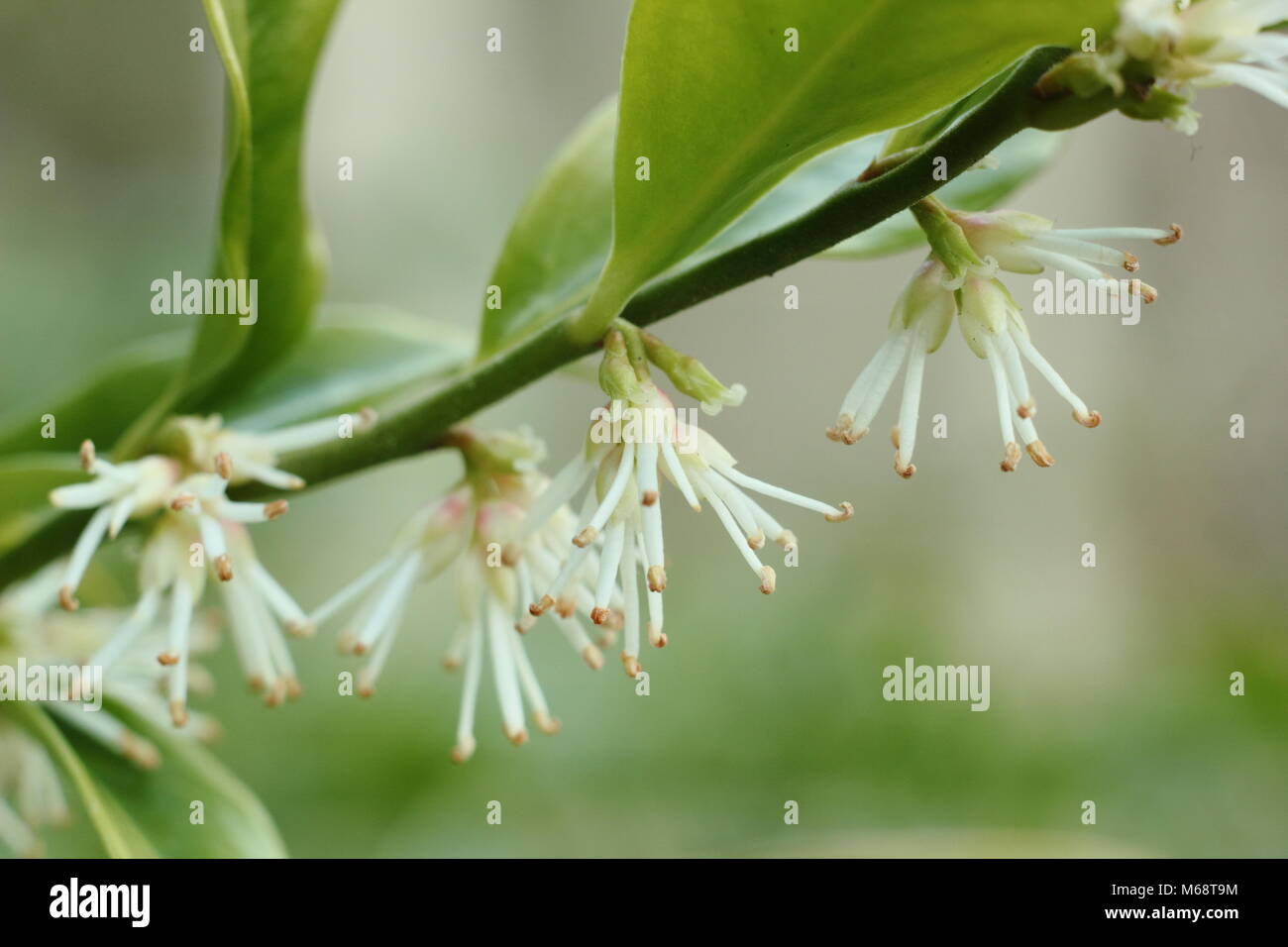 Scatola di dolci (Sarcococca confusa), chiamato anche Scatola di Natale, in fiore nel giardino d'inverno, REGNO UNITO Foto Stock