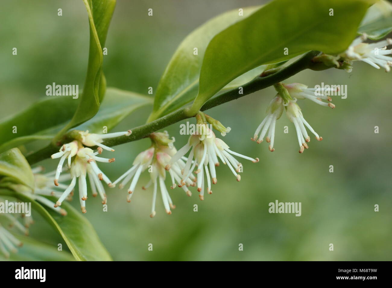 Scatola di dolci (Sarcococca confusa), chiamato anche Scatola di Natale, in fiore nel giardino d'inverno, REGNO UNITO Foto Stock
