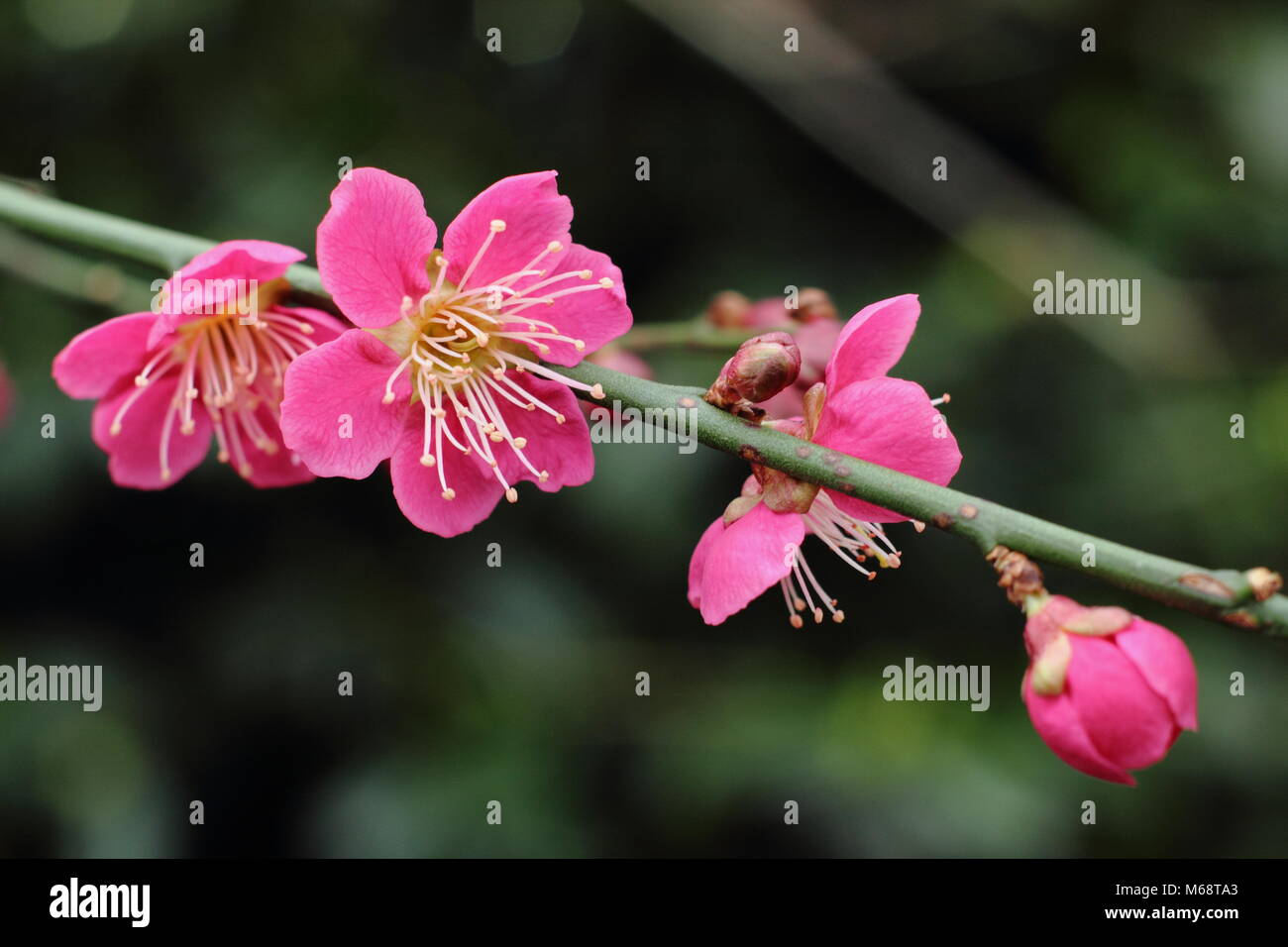 Fiori di Prunus mume 'beni-chidori', Giapponese albicocca emergenti in un tardo inverno garden, REGNO UNITO Foto Stock