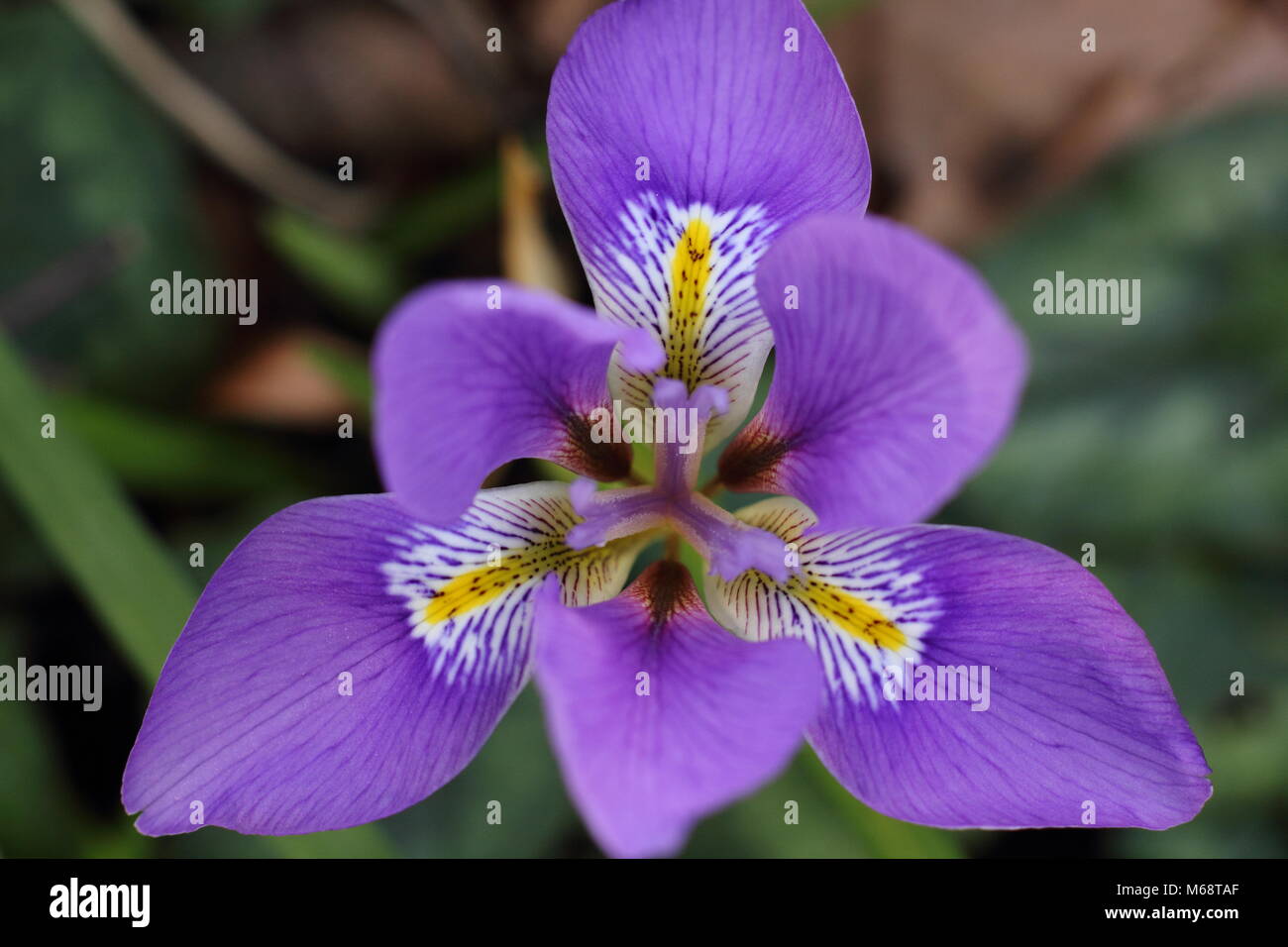 Fioriture di Algerini (iris Iris unguicularis), in un giardino d'inverno, febbraio, REGNO UNITO Foto Stock