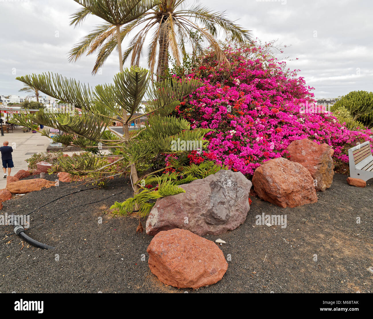 Orticoltura municipale, Playa Blanca, Lanzarote Foto Stock