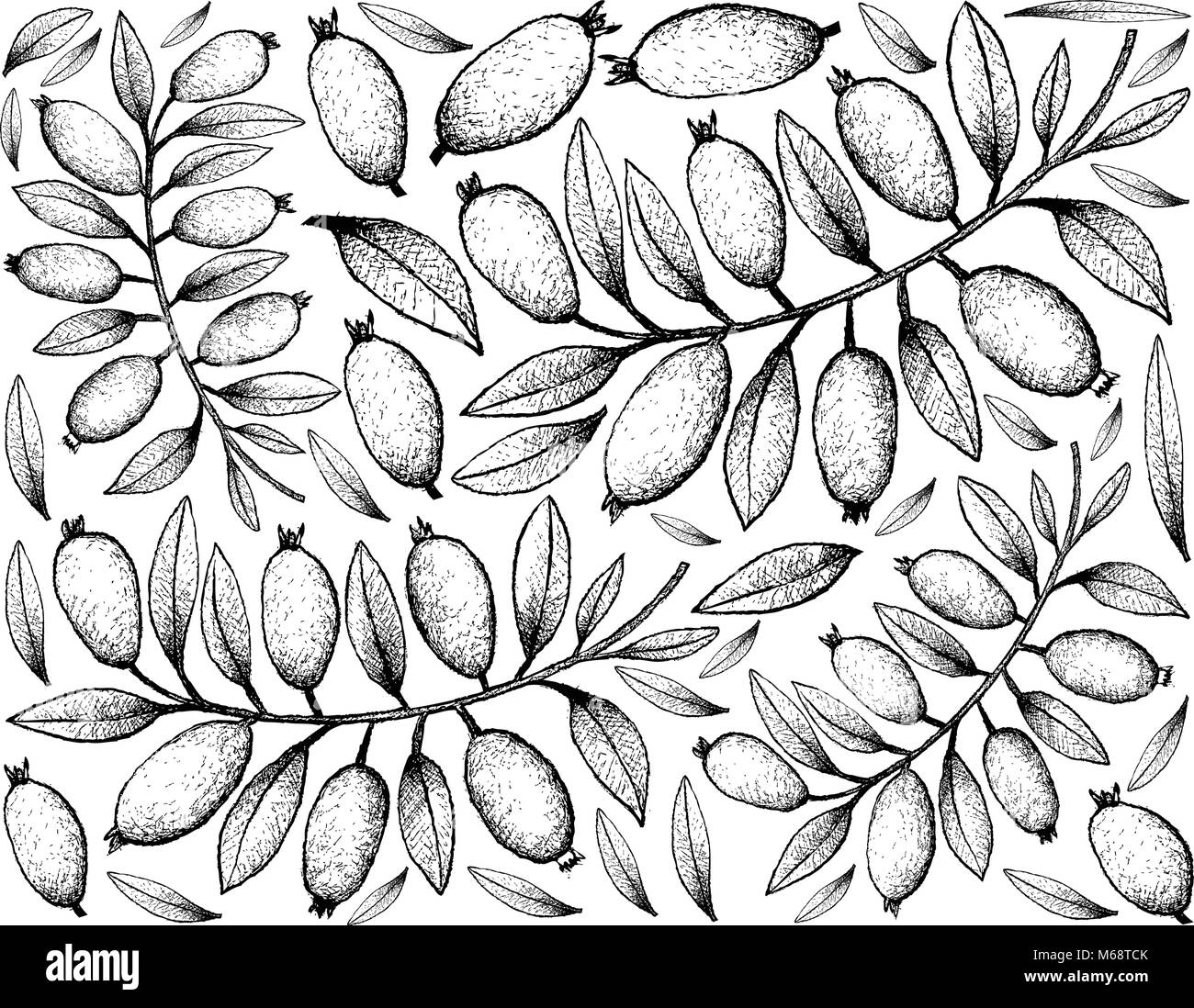 Frutti tropicali, immagine di sfondo di mano il bozzetto Arrayan, Sartre guaiava, Fragole Guaiava o Calyptropsidium Sartorianum frutti. Illustrazione Vettoriale