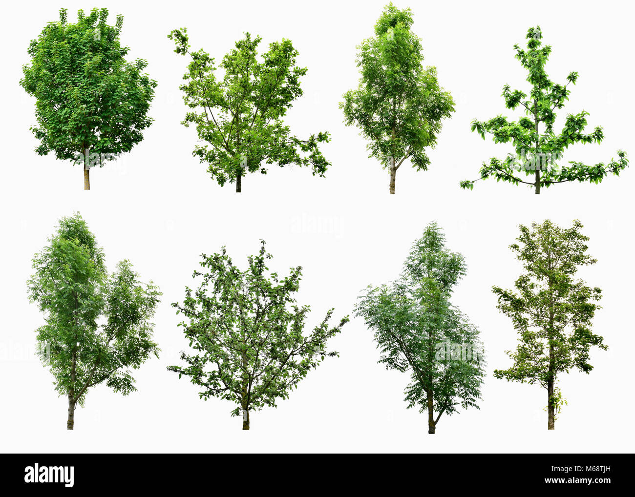 Collezione di alberi isolati su sfondo bianco. Foto Stock