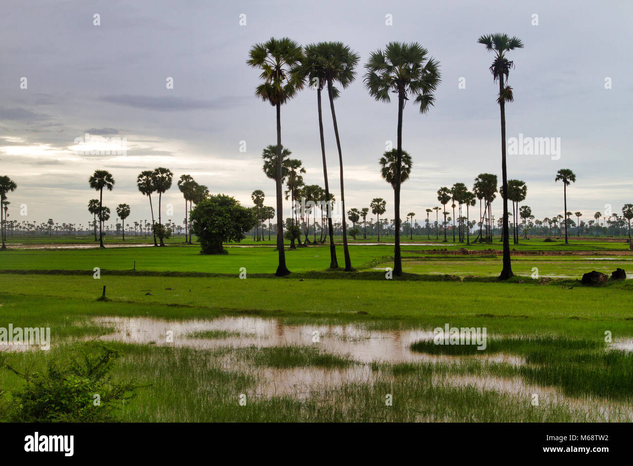 La risaia dopo una tempesta in Cambogia. Foto Stock