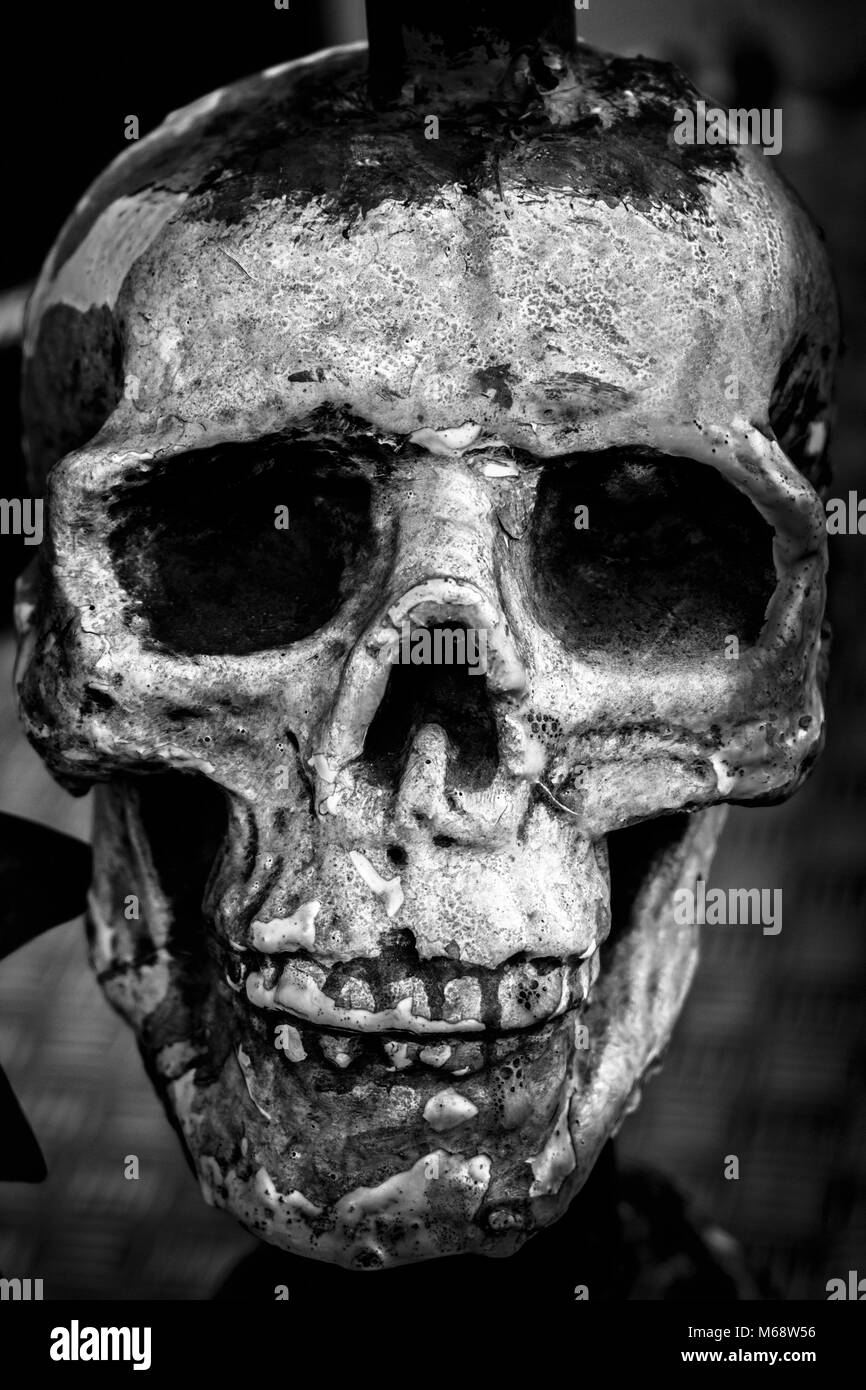 Cranio Foto Stock