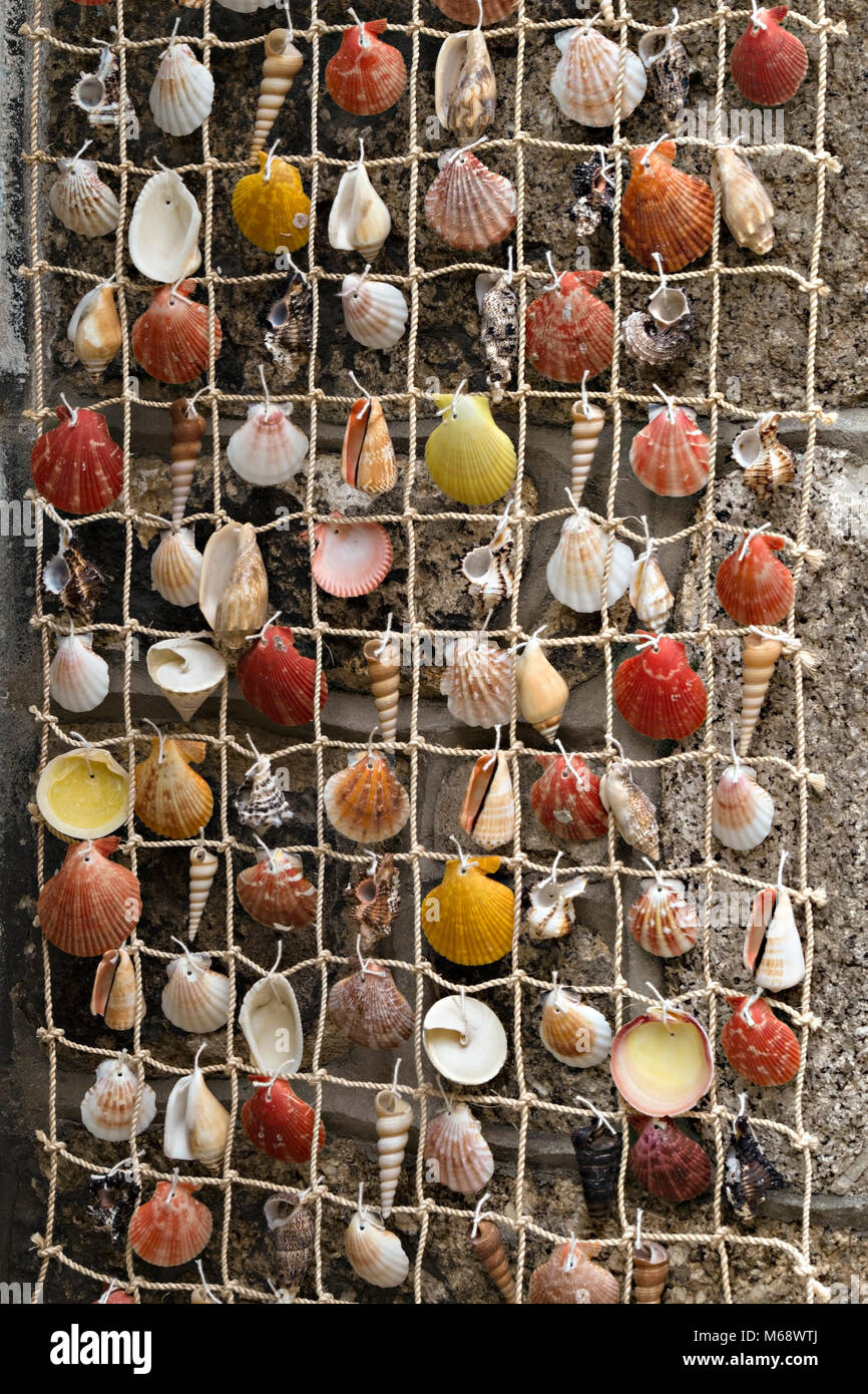 Per il montaggio a parete di display di conchiglie sulla compensazione con muro di pietra dietro Foto Stock