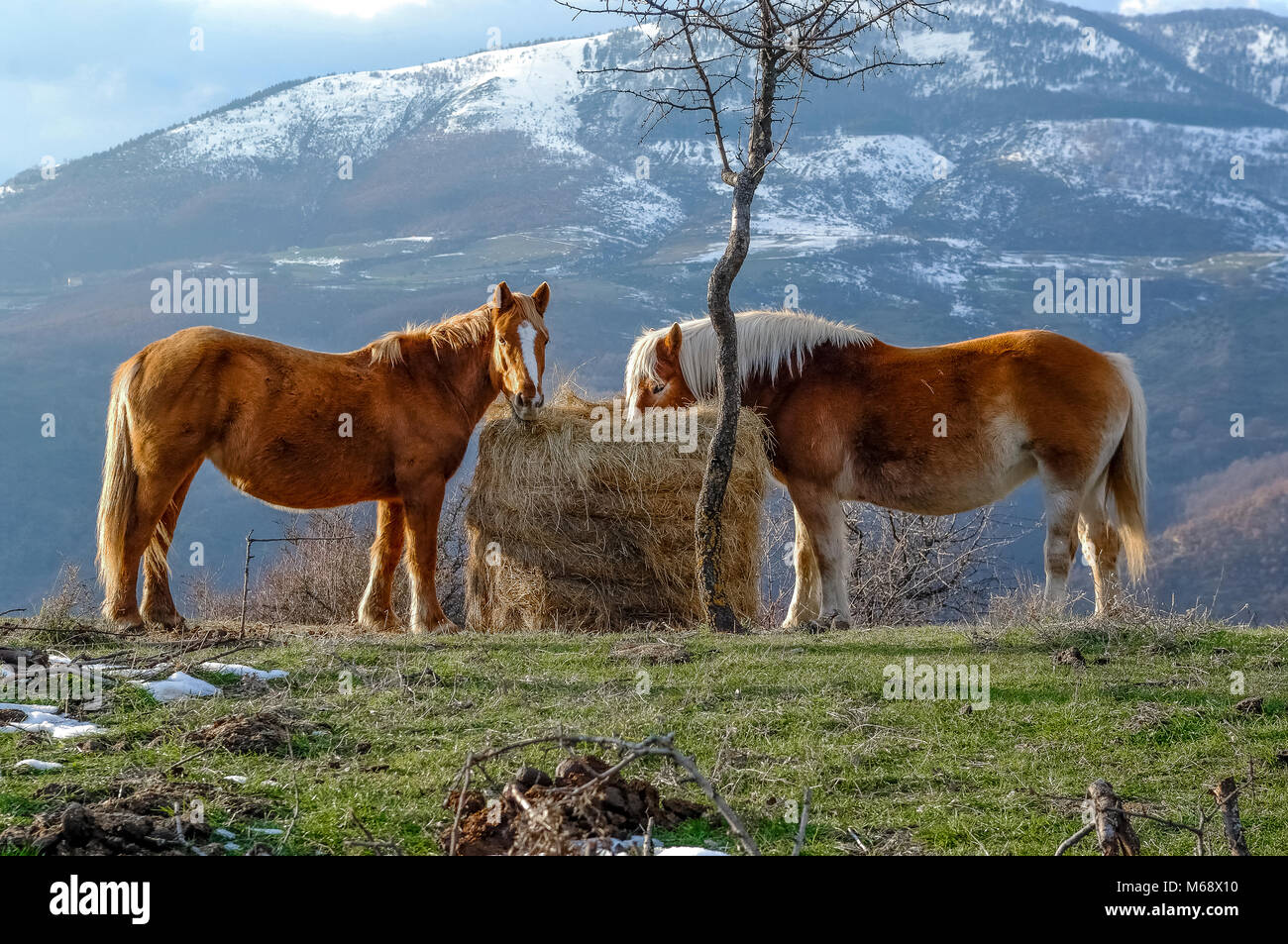 Italia Basilicata Appennino Lucano Parco Nazionale - cavalli selvatici in Foto Stock Italia Basilicata Appennino Lucano Parco Nazionale - cavalli selvatici in Foto Stock