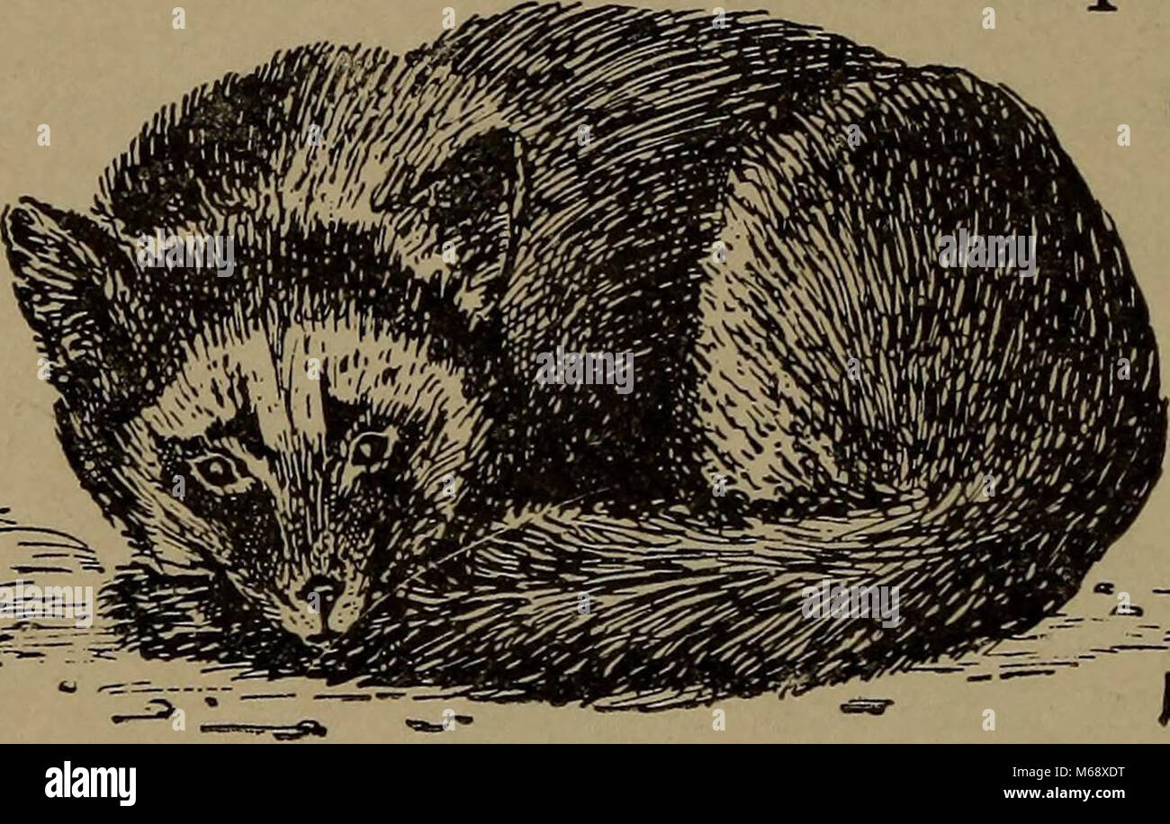 "La vita familiare in campo e del bosco; gli animali, uccelli, rane e salamandre" (1898) Foto Stock