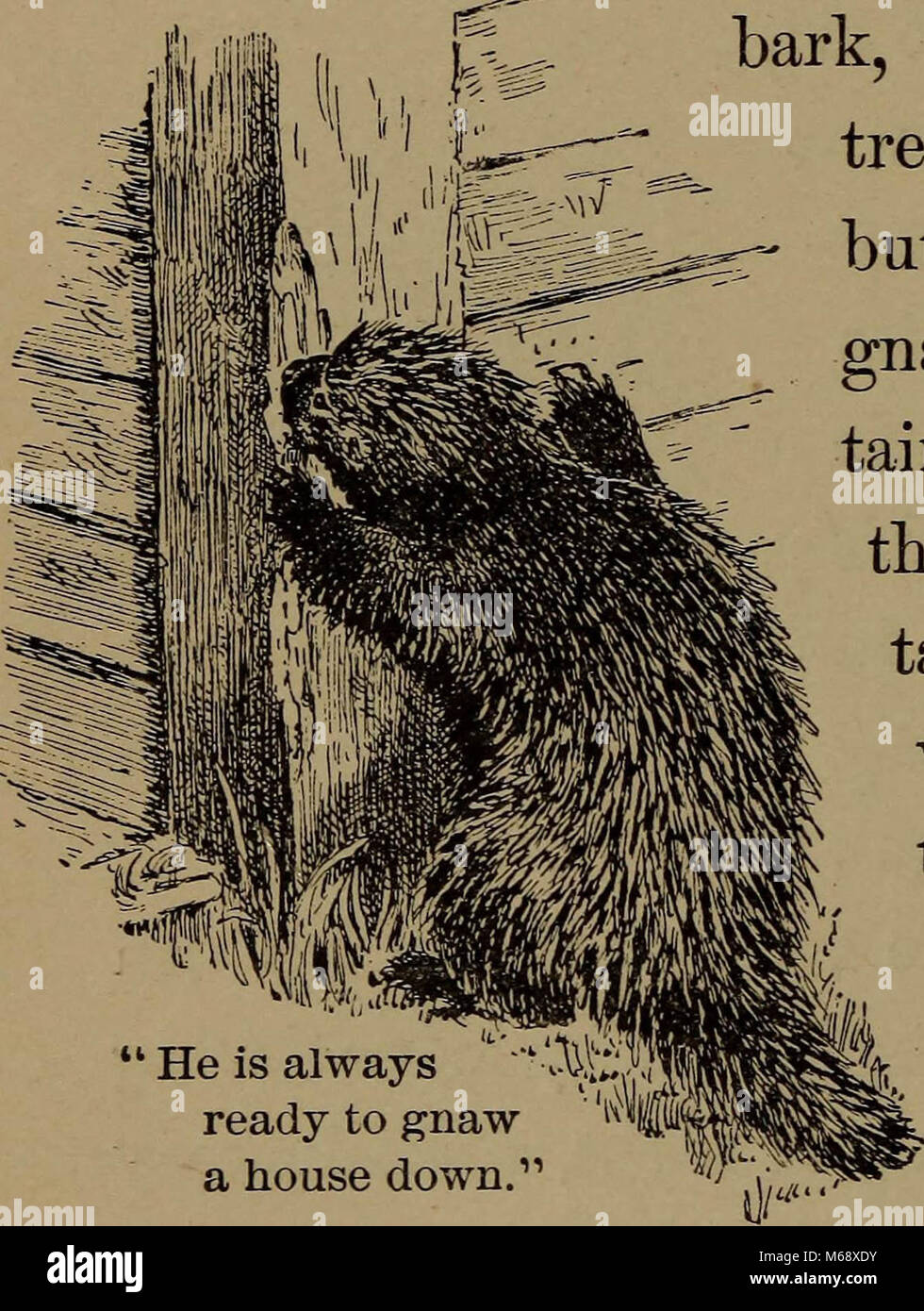 "La vita familiare in campo e del bosco; gli animali, uccelli, rane e salamandre" (1898) Foto Stock