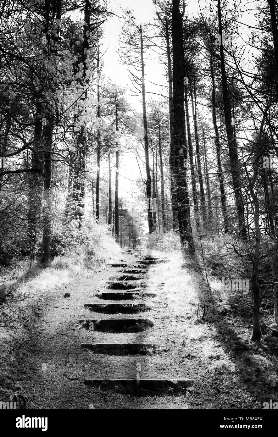 Fase di legno a Pembrey Country Park foresta, Carmarthenshire. Il Galles. Regno Unito. (Alto contrasto infrarossi B/W applicato sul post). Foto Stock