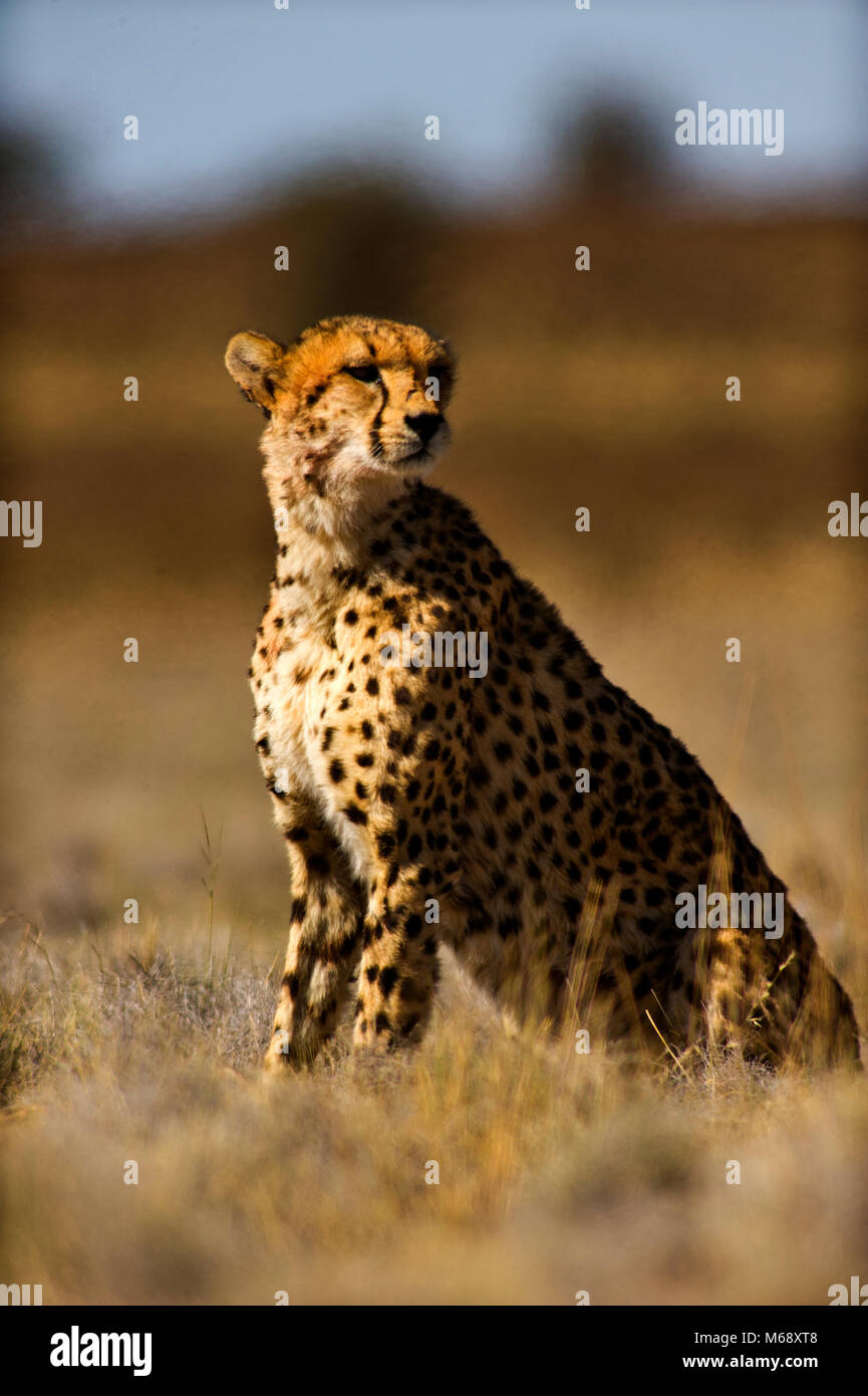 Cheetah sulle pianure, Etosha Ntional Park, Namibia Foto Stock