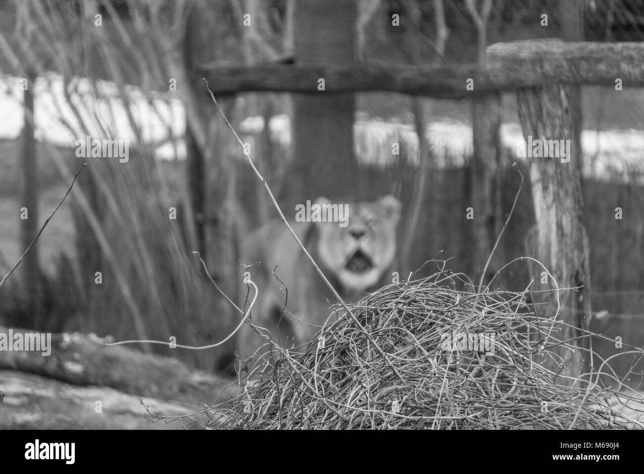 Bianco e nero shot incentrato su rametti intrecciati in primo piano con una leonessa sfocata in background Foto Stock