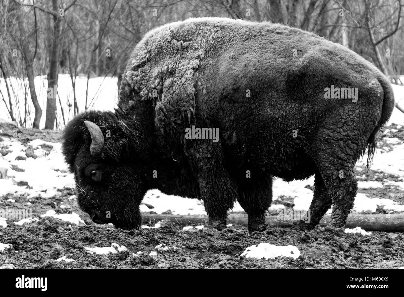 In bianco e nero girato di una massiccia, maschio bison (buffalo) rovistare attraverso il fango in inverno Foto Stock