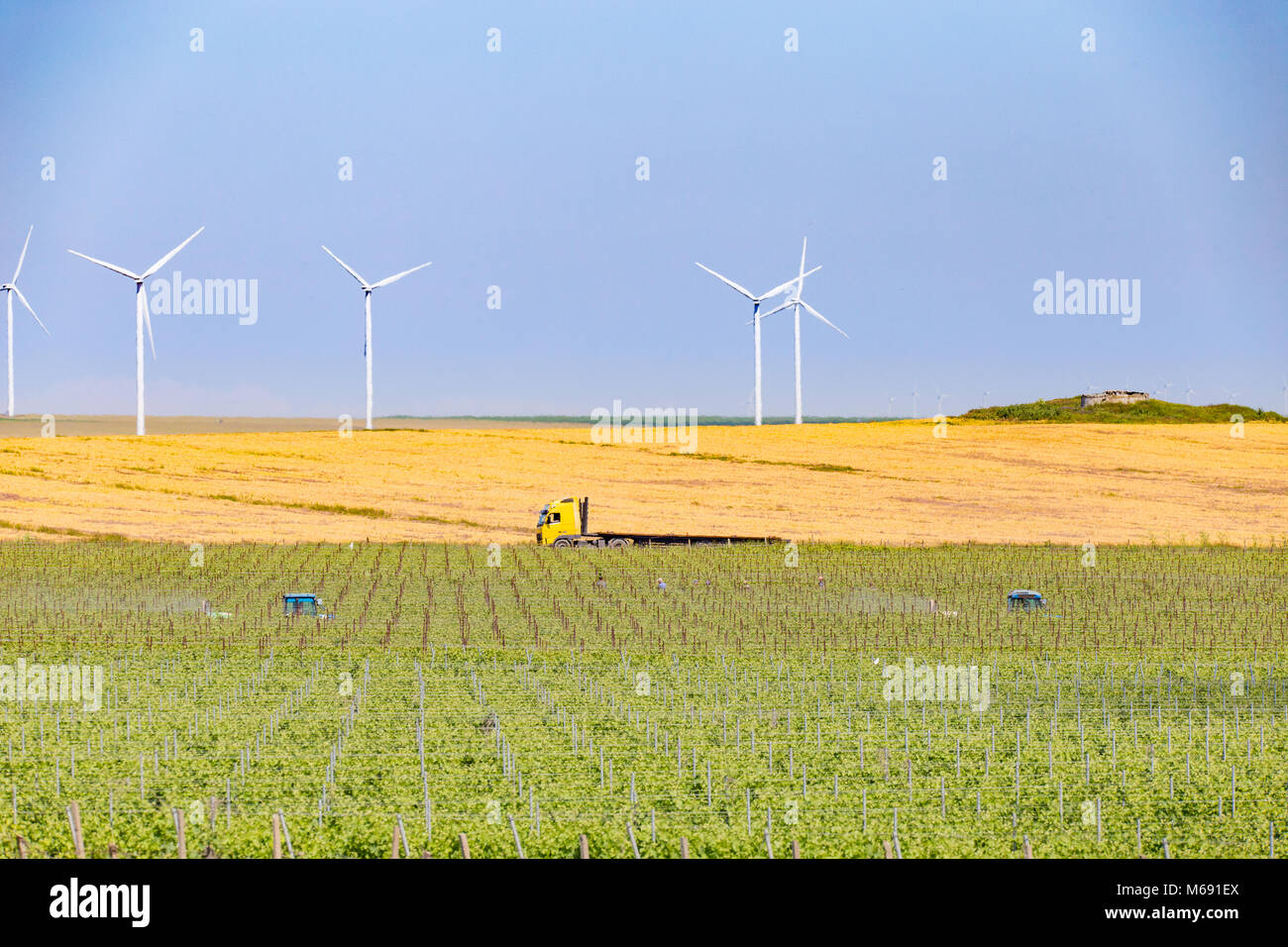 Lavoratori nella vigna con trattori spraing l'uva righe e ecologia turbine eoliche in retro Foto Stock