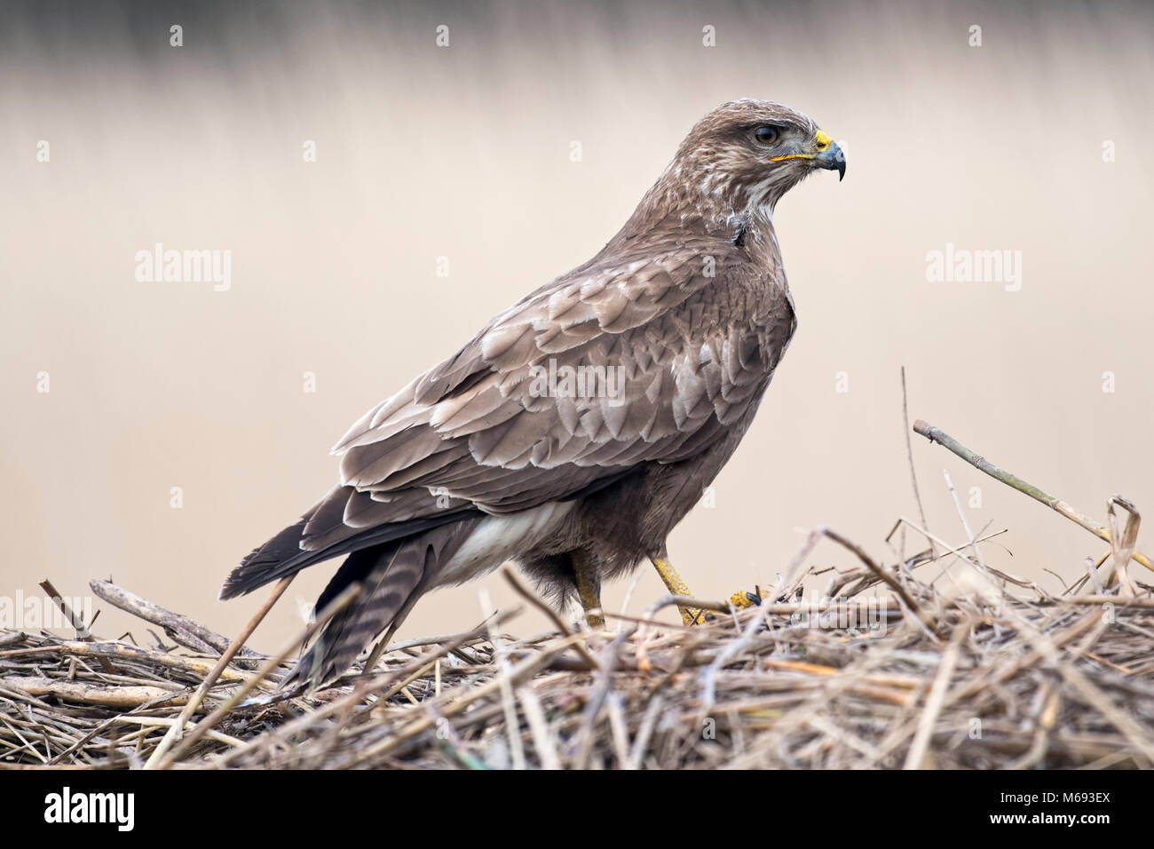 Una Poiana (Buteo buteo) indagini il circostante reedbed a Marazion, Cornwall, Regno Unito Foto Stock