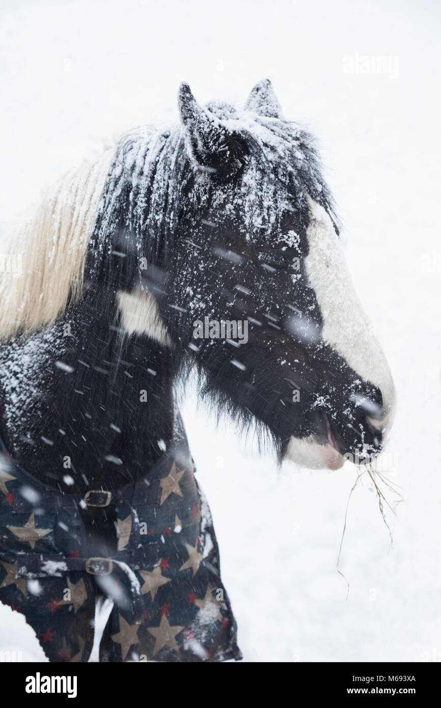 Close up di cavalli la testa in condizioni di bufera di neve Foto Stock