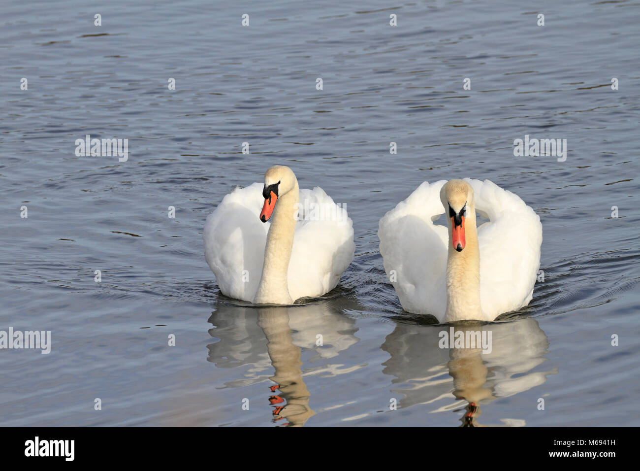 Coppia di adulto cigni, Cygnus olor in 'musicista di strada" display territoriale, Inghilterra, Regno Unito.UK. Foto Stock