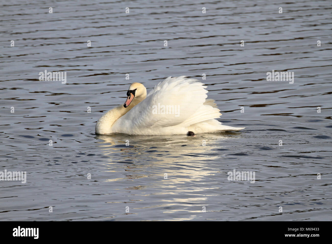 Adulto Cigno, Cygnus olor in 'musicista di strada" display territoriale, Inghilterra, Regno Unito. Foto Stock