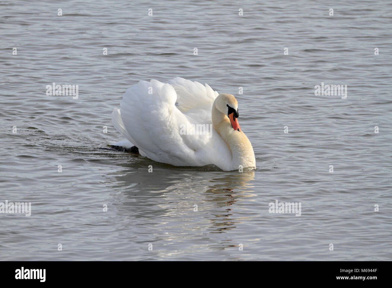 Adulto Cigno, Cygnus olor in 'musicista di strada" display territoriale, Inghilterra, Regno Unito. Foto Stock