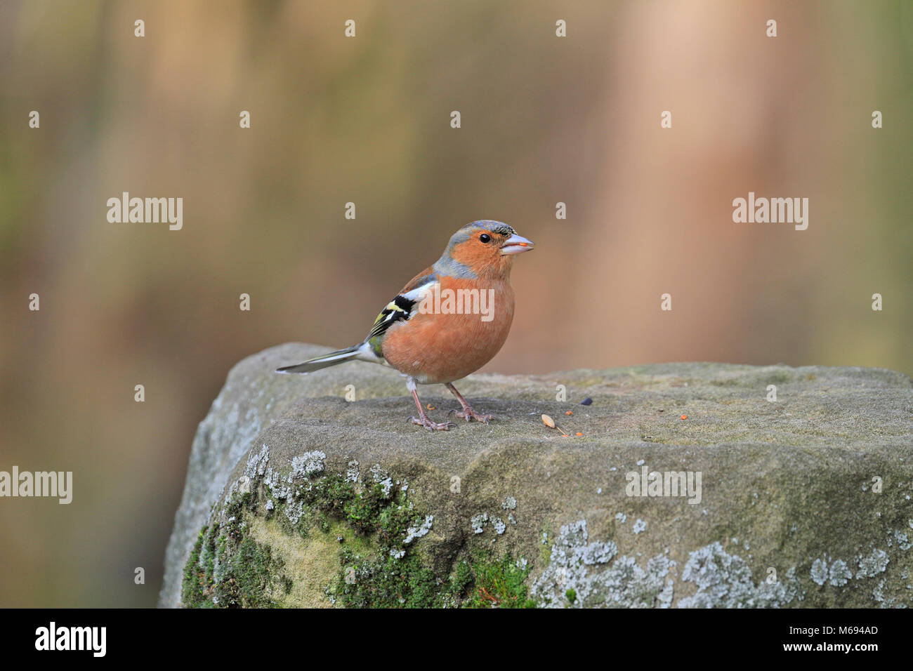 Maschio adulto fringuello, Fringilla coelebs mangiare seme su un muschio coperto di pietra, Inghilterra, Regno Unito. Foto Stock