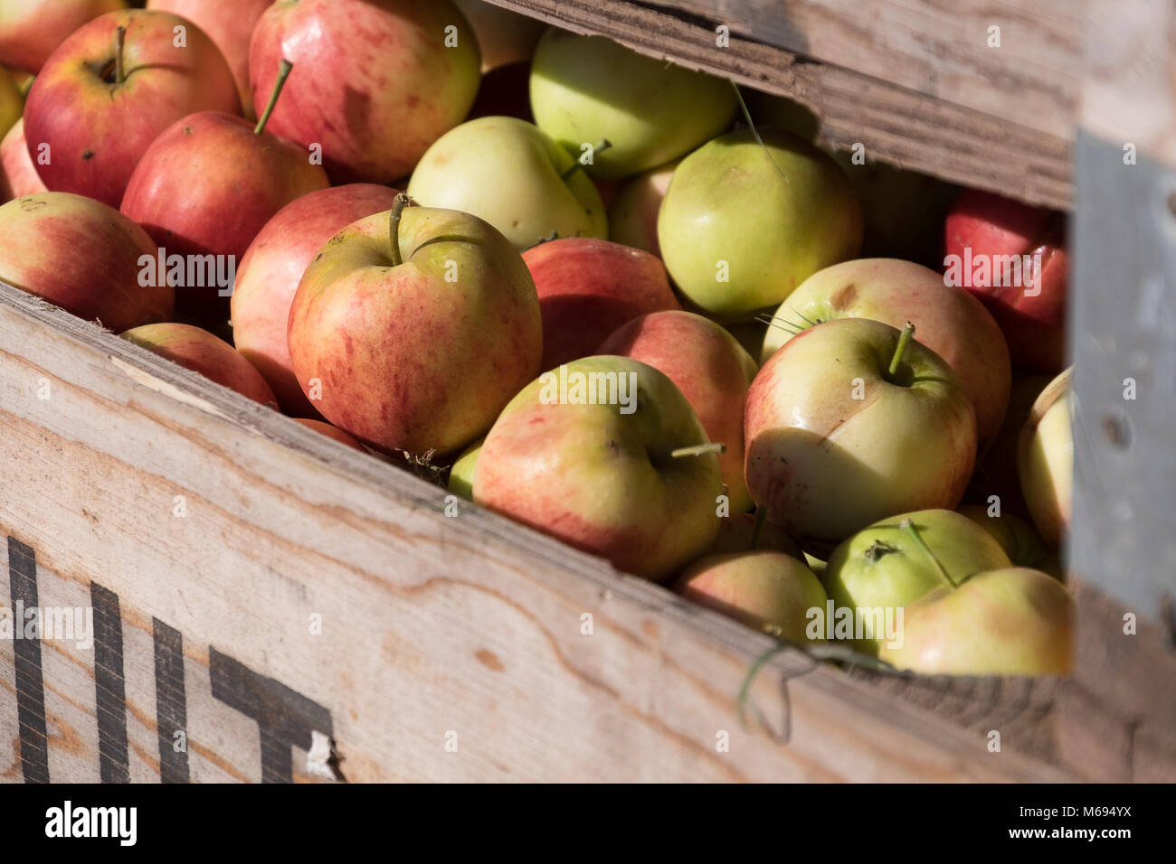 Close up di mele confezionate in una scatola di legno Foto Stock
