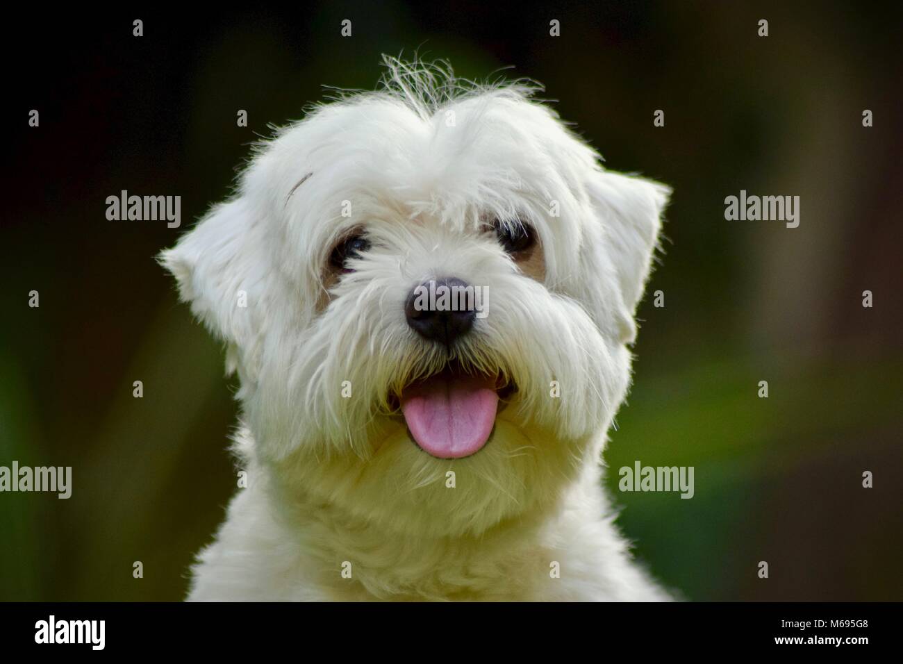 Cane ritratto con sfondo sfocato Foto Stock