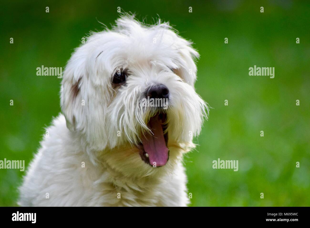 Cane ritratto con sfondo sfocato Foto Stock