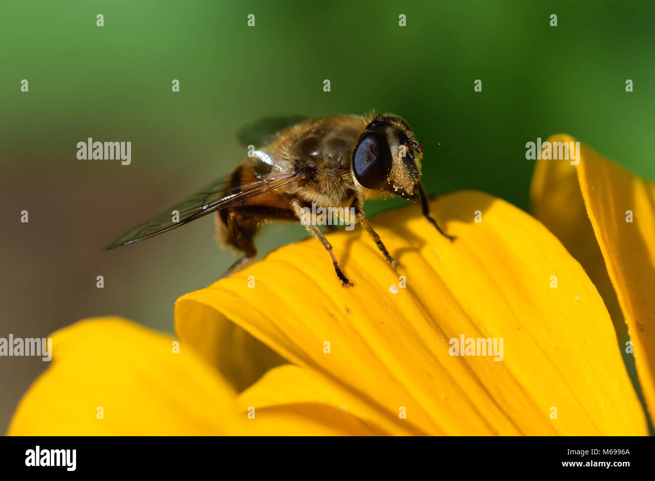 Ripresa macro di un ape su il petalo di un fiore giallo Foto Stock