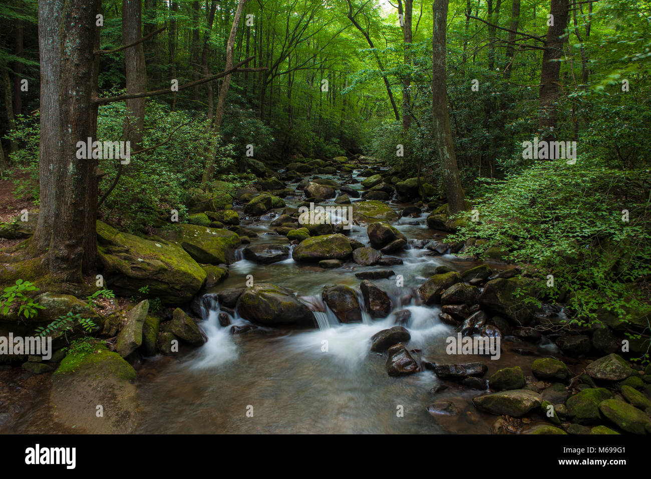 Acqua a cascata su roccia nella lussureggiante foresta in Carolina del Sud Foto Stock