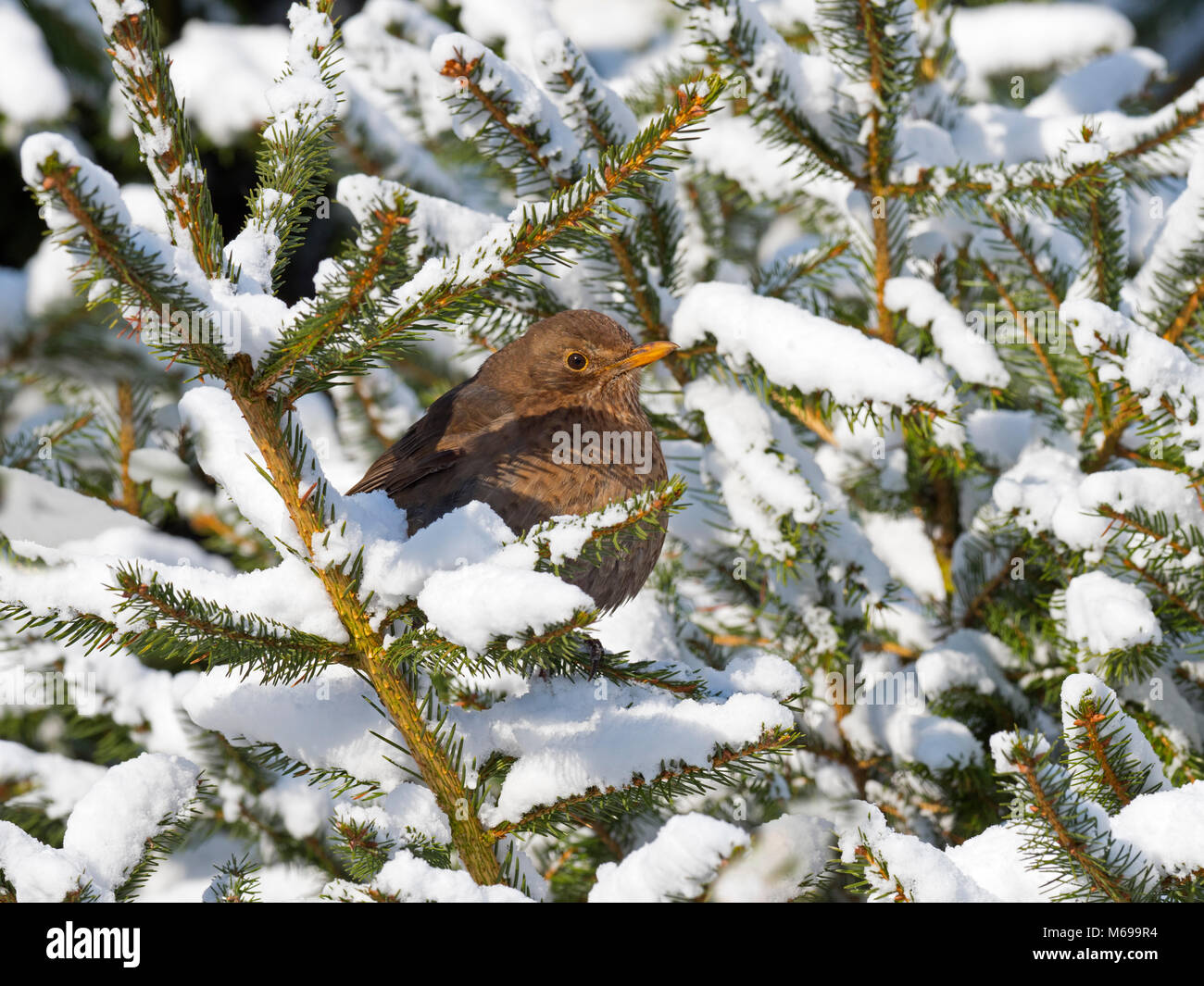 Merlo Turdus merula femminile nella neve Foto Stock