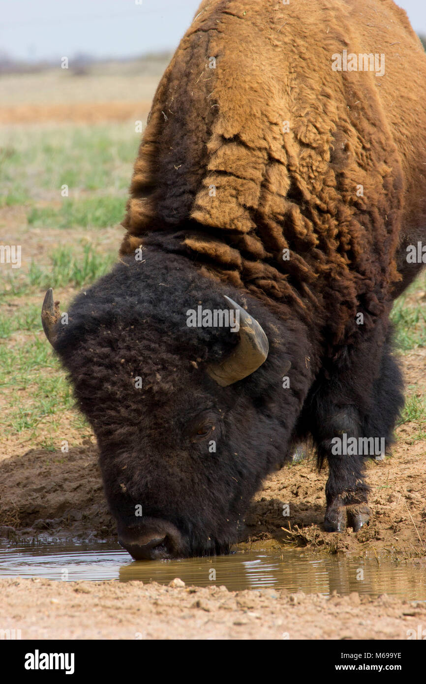 Bison, Rocky Mountain Arsenal National Wildlife Refuge, Colorado Foto Stock