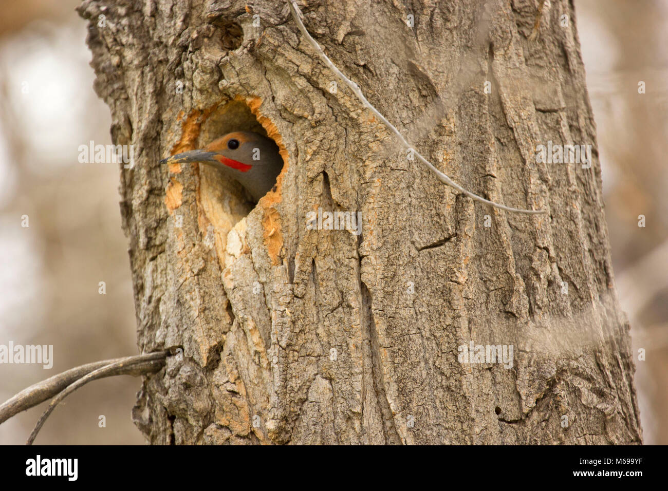 Lo sfarfallio del nord nel foro di nido, Rocky Mountain Arsenal National Wildlife Refuge, Colorado Foto Stock