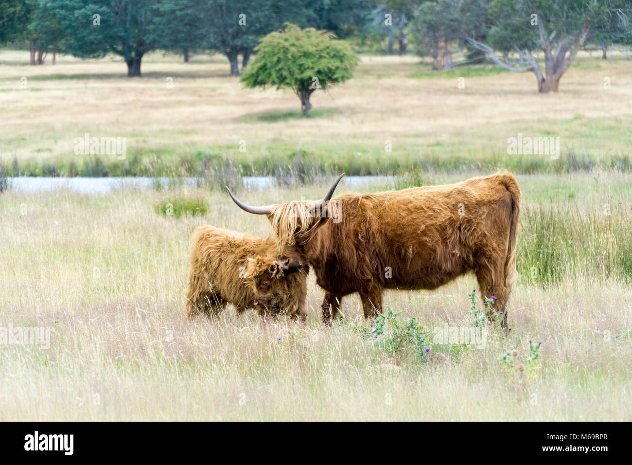 Bull con un vitello Foto Stock