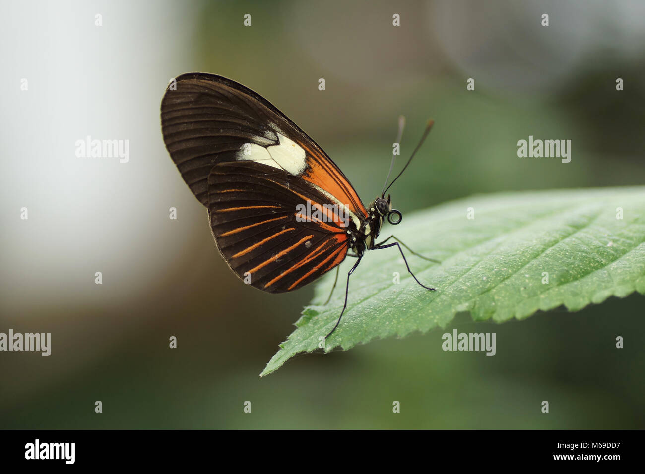 Heliconius melpomene : Foto Stock