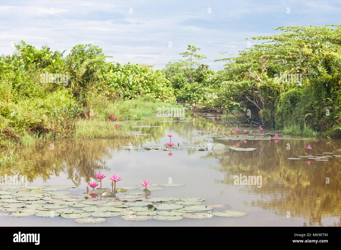 Beruwela, Sri Lanka, Asia - fioritura di ninfee sul lago vicino a Beruwela Foto Stock