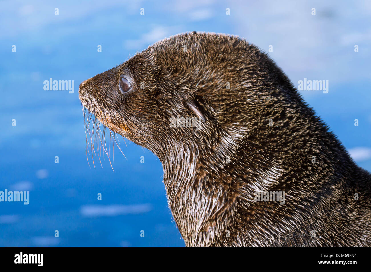 Lobo fino de Guadalupe Foto Stock
