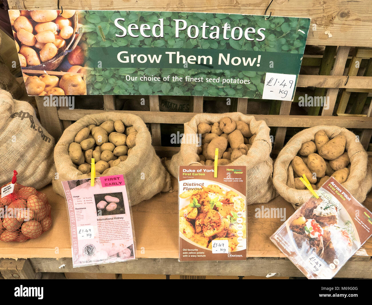 Nuovo tuberi seme di patate visualizzati in un giardino inglese centro in febbraio Foto Stock