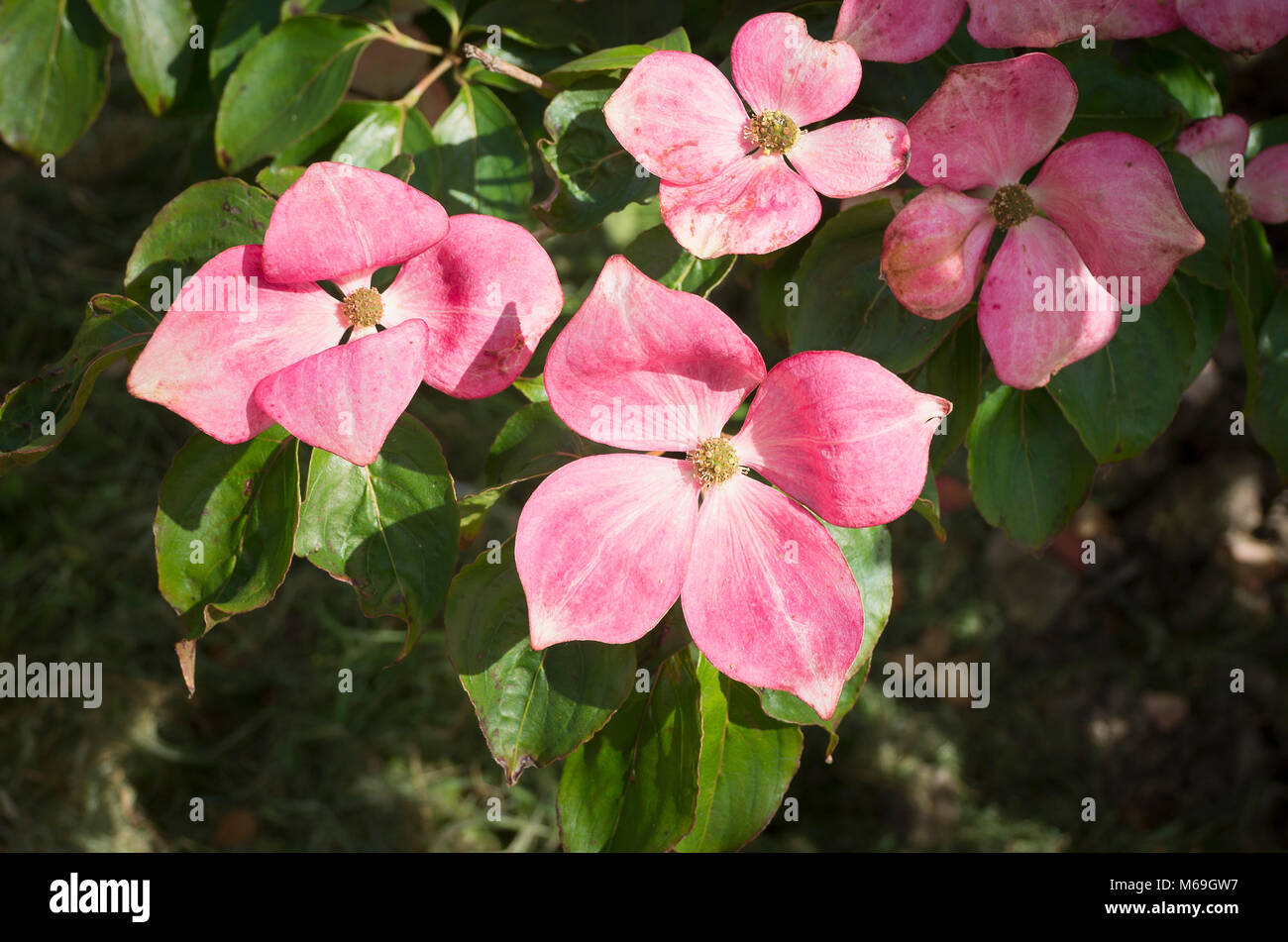 Cornus kousa Satomi è un eye-catcher a inizio estate nel Regno Unito Foto Stock
