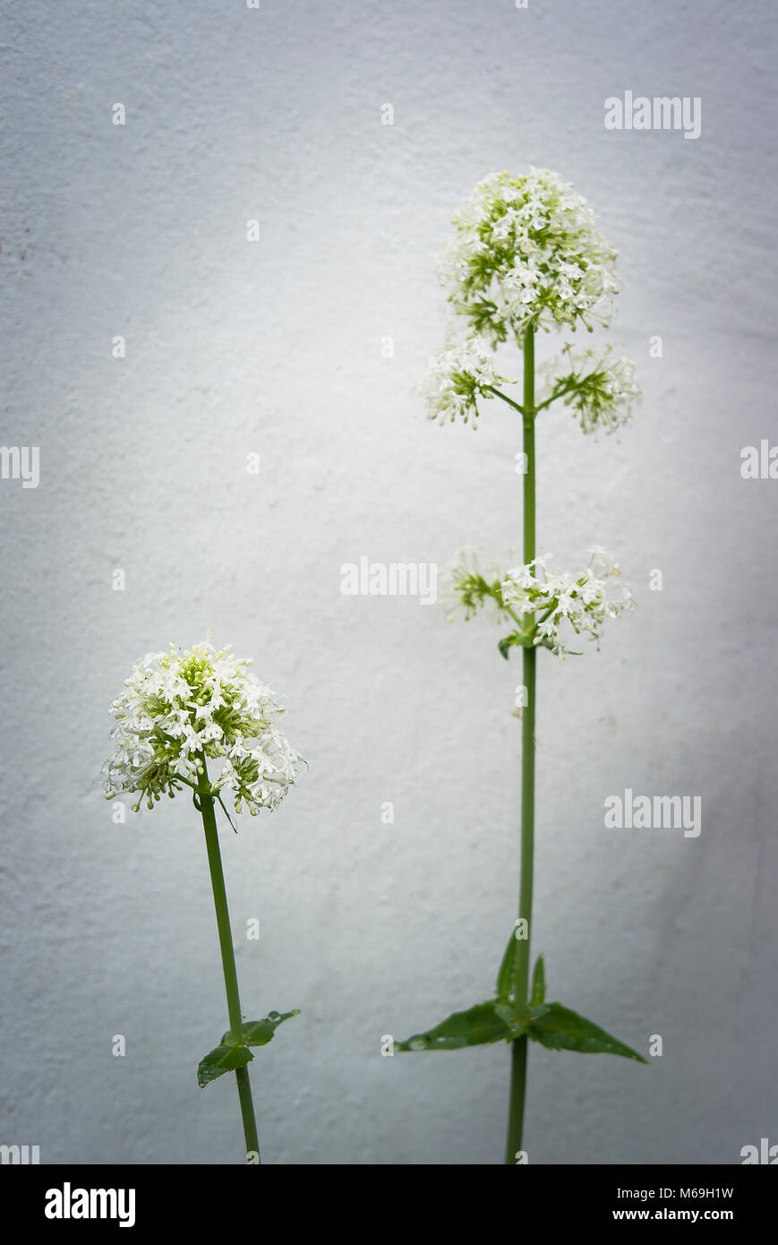 Auto-seminate white Valeriano crescente in modo casuale in un giardino inglese Foto Stock