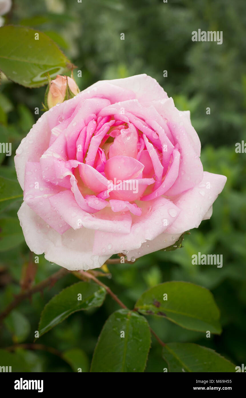 Rosa rosa "Blairii No. 2 fioritura a inizio estate nel Regno Unito Foto Stock