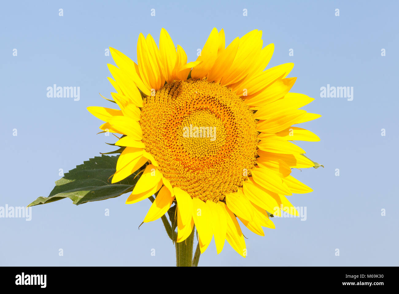 Unico giallo brillante o di girasole Helianthus contro un cielo blu in una vista ravvicinata. Questo raccolto è cresciuto per il suo ricco di petrolio e di semi come alimentazione animale . Foto Stock