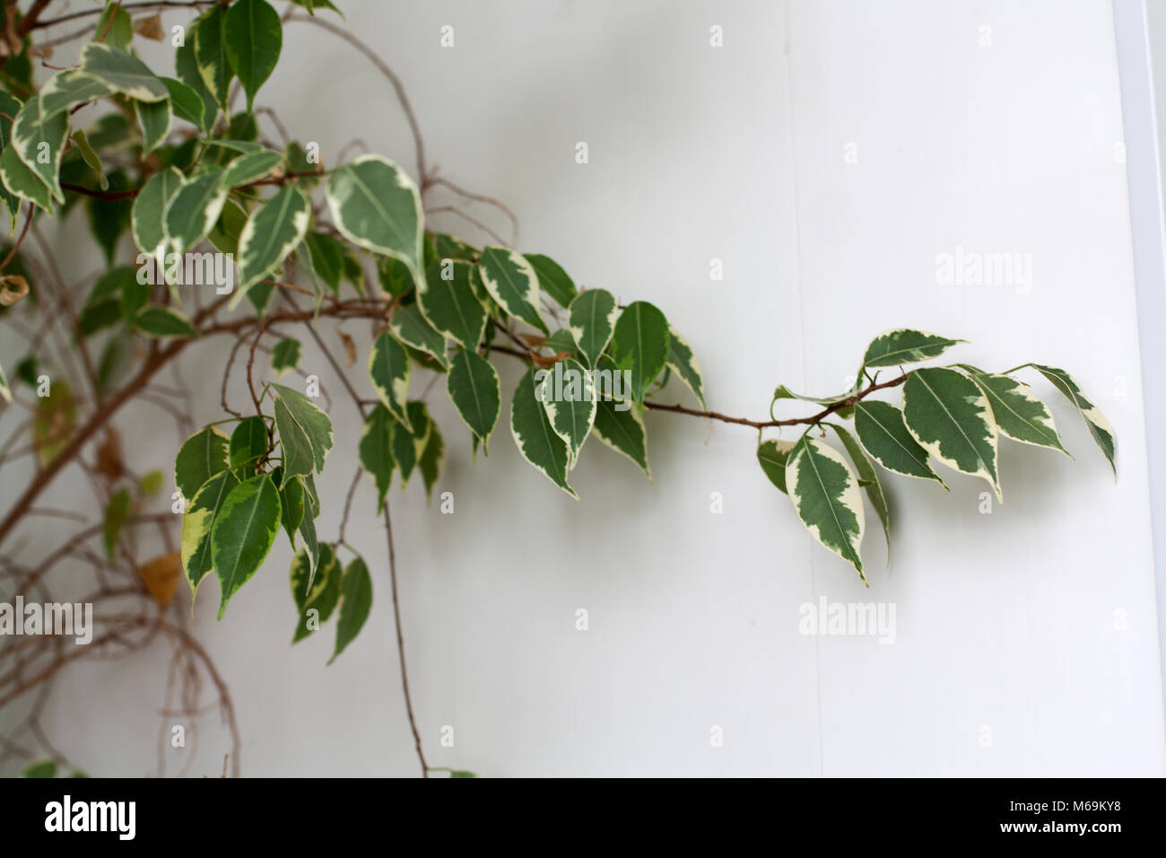 Ficus benjamina pianta ramo isolato su sfondo bianco Foto Stock