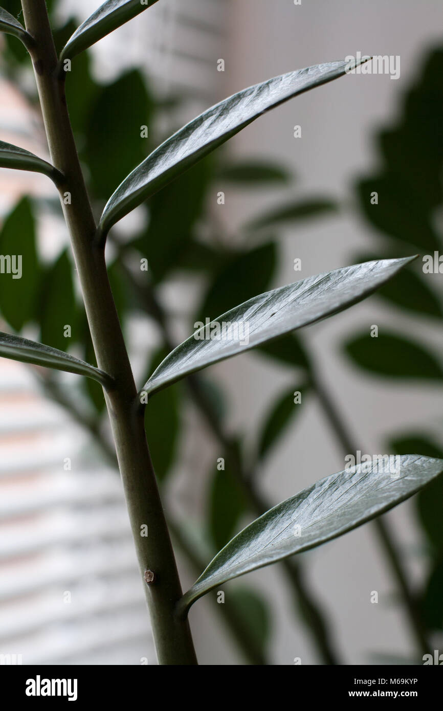 Zamioculcas germogli vegetali isolato vicino alla finestra Foto Stock