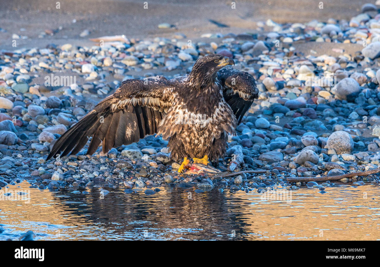 I capretti aquila calva (Haliaeetus leucocephalus) sul Fiume Nooksack durante l esecuzione di salmone nei pressi di Deming, WA, whatcom County, Stati Uniti d'America. Foto Stock