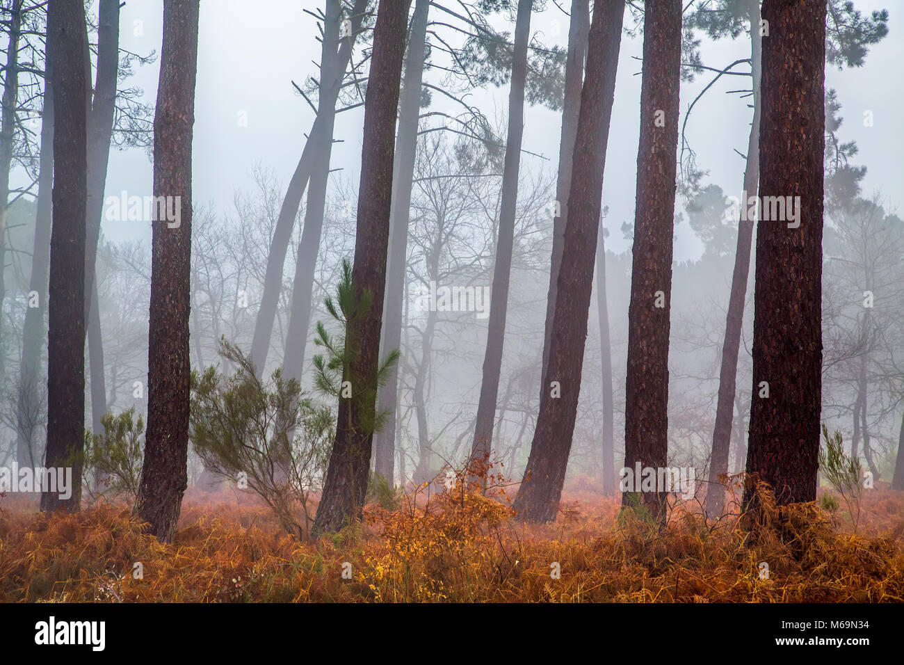 In legno di pino foresta. Le Gers Reparto, Nuova Aquitaine, Midi Pyerenees. Francia Europa Foto Stock