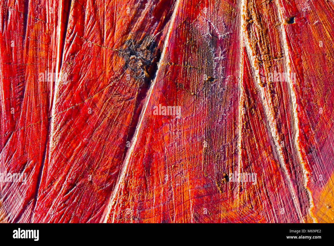 Tronchi di legno tagliato. Saja parco naturale, Saja-Nansa, Cantabria Spagna Europa Foto Stock